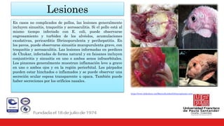 Lesiones
En casos no complicados de pollos, las lesiones generalmente
incluyen sinusitis, traqueítis y aerosaculitis. Si el pollo está al
mismo tiempo infectado con E. coli, puede observarse
engrosamiento y turbidez de los alvéolos, acumulaciones
exudativas, pericarditis fibrinopurulenta y perihepatitis. En
los pavos, puede observarse sinusitis mucopurulenta grave, con
traqueítis y aerosaculitis. Las lesiones informadas en perdices
de Chukar, infectadas de forma natural y en faisanes incluyen
conjuntivitis y sinusitis en uno o ambos senos infraorbitales.
Los pinzones generalmente muestran inflamación leve a grave
en uno o ambos ojos y en la región periorbital. Los párpados
pueden estar hinchados o inflamados y se puede observar una
secreción ocular espesa transparente u opaca. También puede
haber secreciones por los orificios nasales.
https://www.slideshare.net/MarisolLondooGil/mycoplasma-aves
 