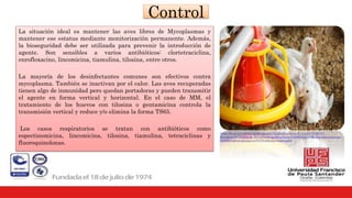 Control
La situación ideal es mantener las aves libres de Mycoplasmas y
mantener ese estatus mediante monitorización permanente. Además,
la bioseguridad debe ser utilizada para prevenir la introducción de
agente. Son sensibles a varios antibióticos: clortetraciclina,
enrofloxacino, lincomicina, tiamulina, tilosina, entre otros.
La mayoría de los desinfectantes comunes son efectivos contra
mycoplasma. También se inactivan por el calor. Las aves recuperadas
tienen algo de inmunidad pero quedan portadoras y pueden transmitir
el agente en forma vertical y horizontal. En el caso de MM, el
tratamiento de los huevos con tilosina o gentamicina controla la
transmisión vertical y reduce y/o elimina la forma TS65.
Los casos respiratorios se tratan con antibióticos como
espectinomicina, lincomicina, tilosina, tiamulina, tetraciclinas y
fluoroquinolonas.
https://www.avicultura.mx/destacado/Alternativas-para-el-Control-%C2%B0-
Erradicaci%C3%B3n-de-Mycoplasma-gallisepticum-%28MG%29-y-Mycoplasma-synoviae-
%28MS%29-en-granjas-av%C3%ADcolas-comerciales
 