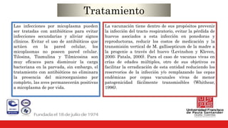 Tratamiento
Las infecciones por micoplasma pueden
ser tratadas con antibióticos para evitar
infecciones secundarias y aliviar signos
clínicos. Evitar el uso de antibióticos que
actúen en la pared celular, los
micoplasmas no poseen pared celular.
Tilosina, Tiamulina y Tilmicosina son
muy eficaces para disminuir la carga
bacteriana en la parvada, sin embargo, el
tratamiento con antibióticos no eliminara
la presencia del microorganismo por
completo, las aves permanecerán positivas
a micoplasma de por vida.
La vacunación tiene dentro de sus propósitos prevenir
la infección del tracto respiratorio, evitar la pérdida de
huevos asociados a esta infección en ponedoras y
reproductoras, reducir los costos de medicación y la
transmisión vertical de M. gallisepticum de la madre a
la progenie a través del huevo (Levinshon y Kleven,
2000; Patala, 2000). Para el caso de vacunas vivas en
crías de edades múltiples, otro de sus objetivos es
facilitar la erradicación de esta entidad reduciendo los
reservorios de la infección y/o remplazando las cepas
endémicas por cepas vacunales vivas de menor
patogenicidad fácilmente transmisibles (Whithear,
1996).
 
