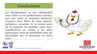 Conclusiones
La micoplasmosis es una enfermedad
muy critica en las producciones avícolas,
por esta razón es necesario mantener
nuestros lotes libres de estos agentes
patógenos causantes de la misma pues
de lo contrario las perdidas seran muy
significativas en cuanto a los altos
porcentajes tanto de morbilidad como de
mortalidad que se presentan en estas
aves.
 