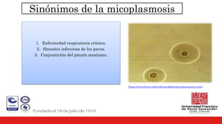 Sinónimos de la micoplasmosis
1. Enfermedad respiratoria crónica.
2. Sinusitis infecciosa de los pavos.
3. Conjuntivitis del pinzón mexicano.
https://avicultura.info/enfermedades/micoplasmosis-aviar/
 