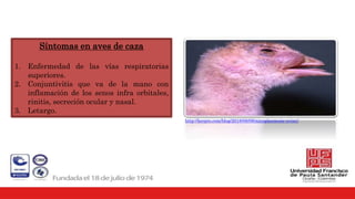 Síntomas en aves de caza
1. Enfermedad de las vías respiratorias
superiores.
2. Conjuntivitis que va de la mano con
inflamación de los senos infra orbitales,
rinitis, secreción ocular y nasal.
3. Letargo.
http://herpre.com/blog/2018/08/09/micoplasmosis-aviar/
 