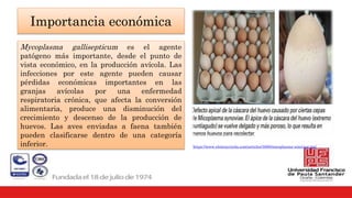Importancia económica
Mycoplasma gallisepticum es el agente
patógeno más importante, desde el punto de
vista económico, en la producción avícola. Las
infecciones por este agente pueden causar
pérdidas económicas importantes en las
granjas avícolas por una enfermedad
respiratoria crónica, que afecta la conversión
alimentaria, produce una disminución del
crecimiento y descenso de la producción de
huevos. Las aves enviadas a faena también
pueden clasificarse dentro de una categoría
inferior. https://www.elsitioavicola.com/articles/3000/micoplasma-sinoviae-ms/
 