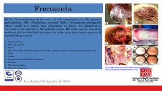 Frecuencia
De los 25 mycoplasmas de las aves, los más importantes son Mycoplasma
gallisepticum (MG), Mycoplasma synoviae (MS) y Mycoplasma meleagridis
(MM), siendo este último muy importante en pavos. En publicaciones
recientes se ha incluido a Mycoplasma iowae (MI) como agente causal de
problemas de incubabilidad en pavos, sin embargo no tiene importancia en el
comercio de productos.
1. Aves de postura
2. Pollos de engorde
3. Pavos
4. Aves de caza (los faisanes, perdices de Chukar, codorniz común, codorniz japonesa y pavo real).
5. Patos
6. Gansos
7. Loros de cuello amarillo del amazonas.
8. Palomas
9. Flamencos rosados.
10.Halcones peregrinos. https://www.engormix.com/avicultura/articulos/tratamiento-
control-infecciones-mycoplasma-t46143.htm.
 
