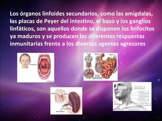 Los órganos linfoides secundarios, como las amígdalas,
las placas de Peyer del intestino, el bazo y los ganglios
linfáticos, son aquellos donde se disponen los linfocitos
ya maduros y se producen las diferentes respuestas
inmunitarias frente a los diversos agentes agresores
 