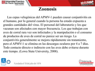 Zoonosis
Las cepas velogénicas del APMV-1 pueden causar conjuntivitis en
el humano, por lo general cuando la persona ha estado expuesta a
grandes cantidades del virus. El personal del laboratorio y los que
vacunan son afectados con mayor frecuencia. Los que trabajan con
aves de corral rara vez son infectados y la manipulación o el consumo
de productos de aves de corral no parece ser un riesgo. La
conjuntivitis generalmente se mejora rápidamente sin tratamiento,
pero el APMV-1 se elimina en las descargas oculares por 4 a 7 días.
Todo contacto directo o indirecto con las aves debe evitarse durante
este tiempo. (Lowa State University, 2008).
 