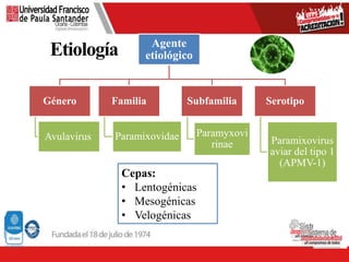 Etiología Agente
etiológico
Género
Avulavirus
Familia
Paramixovidae
Subfamilia
Paramyxovi
rinae
Serotipo
Paramixovirus
aviar del tipo 1
(APMV-1)
Cepas:
• Lentogénicas
• Mesogénicas
• Velogénicas
 