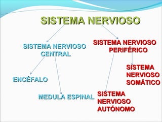 SISTEMA NERVIOSO
SISTEMA NERVIOSO
CENTRAL

ENCÉFALO

SISTEMA NERVIOSO
PERIFÉRICO
SISTEMA
NERVIOSO
SOMÁTICO

SISTEMA
MEDULA ESPINAL
NERVIOSO
AUTÓNOMO

 
