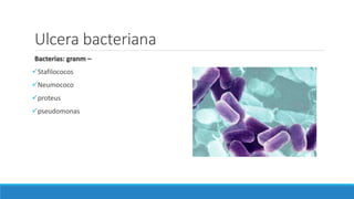 Ulcera bacteriana
Bacterias: granm –
Stafilococos
Neumococo
proteus
pseudomonas
 