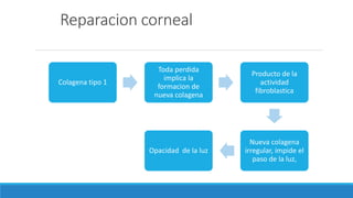 Reparacion corneal
Colagena tipo 1
Toda perdida
implica la
formacion de
nueva colagena
Producto de la
actividad
fibroblastica
Nueva colagena
irregular, impide el
paso de la luz,
Opacidad de la luz
 