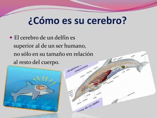 ¿Cómo es su cerebro?
 El cerebro de un delfín es
 superior al de un ser humano,
 no sólo en su tamaño en relación
 al resto del cuerpo.
 