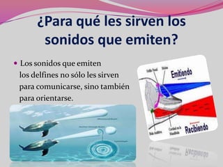 ¿Para qué les sirven los
       sonidos que emiten?
 Los sonidos que emiten
 los delfines no sólo les sirven
 para comunicarse, sino también
 para orientarse.
 