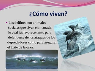 ¿Cómo viven?
 Los delfines son animales
  sociales que viven en manada,
  lo cual les favorece tanto para
  defenderse de los ataques de los
 depredadores como para asegurar
 el éxito de la caza.
 