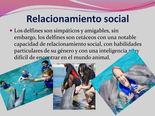 Relacionamiento social
 Los delfines son simpáticos y amigables, sin
 embargo, los delfines son cetáceos con una notable
 capacidad de relacionamiento social, con habilidades
 particulares de su género y con una inteligencia muy
 difícil de encontrar en el mundo animal.
 