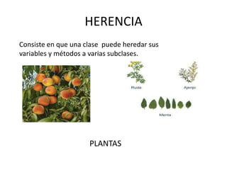 HERENCIA
Consiste en que una clase puede heredar sus
variables y métodos a varias subclases.




                     PLANTAS
 