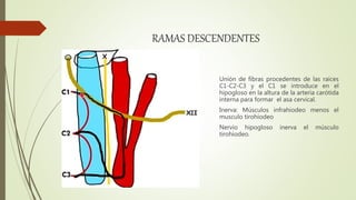 RAMAS DESCENDENTES
Unión de fibras procedentes de las raíces
C1-C2-C3 y el C1 se introduce en el
hipogloso en la altura de la arteria carótida
interna para formar el asa cervical.
Inerva: Músculos infrahiodeo menos el
musculo tirohiodeo
Nervio hipogloso inerva el músculo
tirohiodeo.
 