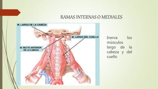 RAMAS INTERNAS O MEDIALES
Inerva los
músculos
largo de la
cabeza y del
cuello
 