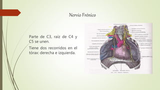 Nervio Frénico
Parte de C3, raíz de C4 y
C5 se unen.
Tiene dos recorridos en el
tórax: derecha e izquierda.
 