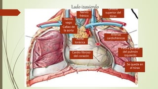 Lado izquierdo
Nervio
vago
Aorta
torácica
Nervio
frénico
Arterias
cardiofrénicas
Orificio
superior del
tórax
Callao de
la aorta
Pleura parietal
del pulmón
izquierdo
Cardio fibroso
del corazón
Se queda en
el tórax
 