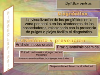 ASCARIASIsMecanismos de infecciónEl suelo, los alimentos, agua, manos y objetos contaminados con materia fecal que contiene huevos infectantes Patogeniaprocesos congestivos e inflamatorios  Fase o periodo larvarioacompañados de fiebre elevada, tos síndrome de Löffler se manifiesta por síndrome diarreico, anorexia, palidez, pérdida de peso y malestar general.Fase o periodo de estadio. pueden ser regurgitados y salir por boca, escapar por narinas, invadir las vías biliares, Migraciones erráticas. 