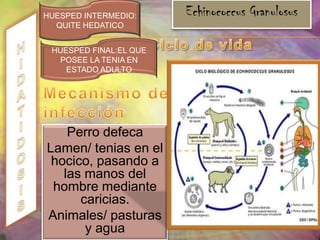 Anemia, palidez, perdida de peso, síndrome diarreico y malestar generalDiagnóstico rayos X aspirado bronquialTratamiento y prevenciónPiperacina, pirantel, mebendazol, albendazol y nitazoxanida