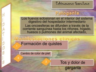 TRICURIASISAgente etiológico TrichuristrichiuraMorfología También conocido como tricocéfalo) es una especie parásita de nematodo del orden Trichurida, Se trata de gusanos alargados, de 3 a 5 cm de largo con el extremo anterior delgado que ocupa 3/5 del parásito.. Presentan dimorfismo sexual; la hembra tiene el extremo posterior recto, la vulva se encuentra en la intersección del extremo anterior con el posterior; Epidemiología De modo similar a A. lumbricoides, la distribución de T. trichiura es universal y la prevalencia guarda relación directa con las condiciones sanitarias deficientes y el uso de las heces procedentes del ser humano como fecundantes. No se conocen reservorios en otros animales.