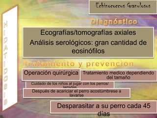TRICURIASISCiclo de vida  Nacen en el intestino delgado y emigran hacia el ciego. Penetran en la mucosa y maduran hasta convertirse en gusanos adultosTres meses después de la exposición, las hembras fecundadas comienzan a poner huevos en cantidades de hasta 3.000 a 10.000  por día. 