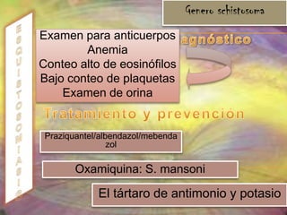ENTEROBIASISAgente etiológicoEnterobiusvermicularisEl enterobius vermicularis es un pequeño nematodo blanquecino y delgadoMorfologíala hembra mide alrededor de 1 cm y el macho 0.5 cm de longitud por 0.4 y 0.6 mm de diámetro, respectivamente.distribuida en todo el mundo, aunque es más común en las regiones templadas.las guarderías, los colegios y las instituciones para enfermos mentalesEpidemiología En todo el mundo se declaran alrededor de 500 millones de casos de infección por oxiuros, y es la infección por helmintos más frecuente en Norteamérica. 