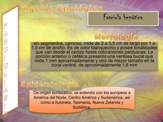ENTEROBIASISCiclo evolutivo  Mecanismo de infección Ingestión de huevos y las larvas se desarrollan en la mucosa intestinal.pueden transmitirse por vía mano-boca, cuando el niño se rasca los pliegues perianales como respuesta a la irritación causada por las hembras migratorias, o a través de prendas de vestir y juguetes en las guarderías.