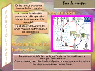 ENTEROBIASISPatogeniaEl prurito anal, nasal y vulvar se explica por un estado de hipersensibilidad del hospedero. Este mismo estado de hipersensibilidad sea el responsable de los síntomas nerviosos y de los trastornos del sueño Manifestaciones clínicas  Niños como portadores