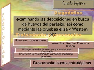 ANQUILOSTOMIASISAgente etiológico Ancylostomaduodenale, Ancylostomaceylanicum o AncylostomabrazilienseMorfologíaSon gusanos blanquecinos, filiformesLas hembras son más grandes que los machos y su tamaño varía con el géneroEpidemiologíaEstá ampliamente diseminada en las zonas subtropicales y tropicales húmedas y afecta a más de mil millones de personas a nivel mundial. En los países en desarrollo, es causa indirecta de una mortalidad infantil alta, al incrementar su susceptibilidad a otras infecciones que se podrían tolerar. 
