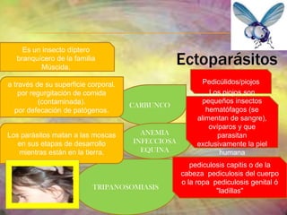 ANQUILOSTOMIASISMecanismo de InfecciónLas personas se pueden afectar, al ponerse en contacto con arena húmeda o tierra que contiene estas larvas infecciosas y éstas ingresan directamente en la piel de la persona causando la enfermedad debido a la penetración de los estadios larvalesManifestaciones clínicas penetran a través de la piel, donde se puede desarrollar una erupción pruriginosa llamada anquilostomiosis cutánea.