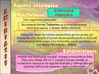 NasalPROTOZOARIOSReproducciónMorfologíaNutriciónReproducción asexual:1. Gemación, en donde un nuevo individuo es formado, ya sea en la superficie o en la cavidad interna.2. Fisión múltiple, envuelve la formación de organismos multinucleados que llevan a cabo la división.Reproducción sexual:1. Singamia, unión de 2 células sexuales diferentes con el resultado de un cigoto.2. Conjugación, unión parcial de dos ciliados; en donde ocurre el intercambio de un par de micronúcleos haploides.3. Autogamia en este proceso el micronúcleo se divide en 2 partes y luego se reúnen para formar un cigoto. El protozoario se divide para dar lugar a 2 células.Cuerpo formado por una sola célula o por una colonia de células iguales entre sí.Aunque son unicelulares deben reconocerse como organismos completosHolofítica: propia de poseedores de clorofilaHolozoica: utilizada por los que no tienen pigmentos fotosintetizantes