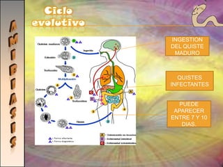 PROTOZOARIOSMotilidadRespiraciónAeróbica: Absorbiendo oxigeno y eliminando CO2. Anaeróbica: Conversión de sustancias intracelulares complejas en compuestos más sencillos originando energía.Pseudópodos:Extensiones temporeras del citoplasma. Flagelos:Estructuras alargadas en forma de cabello que impulsan el organismo. Cilios:Estructuras parecidas a flagelos, pero de menor tamañoExcreciónOrganélo responsable de estas funciones en muchos protozoarios es la vacuola contráctil. Se pueden llevar a cabo por la superficie de la célula