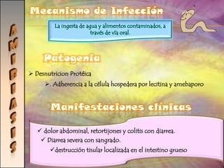 PROTOZOARIOSCiclo de vidaTrofozoitos:Fase donde los protozoarios llevan a cabo su actividad principal (nutrición y crecimiento).Para contrarestar los factores adversos forman cistos o quistes.Cisto (quistes): Fase donde es resistente a diferentes condiciones ambientales.importante para la dispersión de los organismos.Ejemplo: Entamoeba histolytica, que causa la disentería amébica.Clasificación*Mastigophora o flagelados: tienen uno o más flagelos parecidos a látigos.*Sarcodina: tienen seudópodos, (amibas)*Cilliados: muchas cilias cortas (paramecios).*Suctoria: Cuando jóvenes presentan cilias, pero luego desarrollan tentáculos.*Sporozoa: parásitos que carecen de estructura locomotora. Se reproducen por división múltiple.
