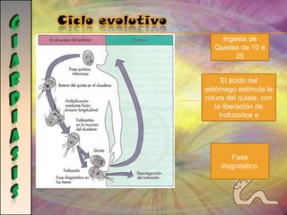 Llanos y de los Andes.