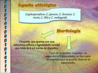 CHAGASCiclo de vida:Triatoma infestans.