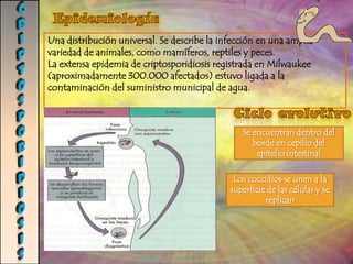 CHAGASManifestaciones clínicas:En el hombre, la enfermedad presenta tres estados:Fase aguda: poco después de la infección,