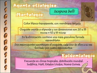Detección del ADN del parásito: Varias pruebas inmunológicas. Detección de anticuerpos específicos contra el parásito en la sangre.Tratamiento:Nifurtimox, desarrollado en 1960 por Bayer Benzinidazol, desarrollado en 1974 por Roche.Prevención:Disminuir el consumo de luz