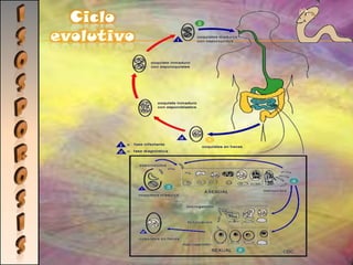 Mantener limpios los espacios dentro y fuera de sus hogares MALARIAAgente etiológico: Producida por parásitos del género Plasmodium.Tan sólo las hembras de mosquitos son las que se alimentan de sangre para poder madurar los huevos.Epidemiología:400–900 millones de casos de fiebre.