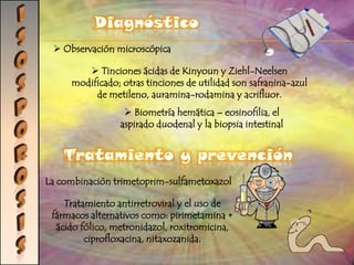MALARIAManifestaciones clínicas:Prevención:Transmisión:Los síntomas son muy variados, empezando con fiebre, escalofríos, sudoración y dolor de cabeza. Además se puede presentar náuseas, vómitos, tos, heces con sangre, dolores musculares, ictericia, defectos de la coagulación sanguínea, shock, insuficiencia renal o hepática, trastornos del sistema nervioso central y coma.Actualmente, existe una gran variedad de vacunas sobre la mesa. Vacunas pre-eritrocíticas (vacunas que se dirigen a los parásitos antes de que llegue a la sangre).La única forma posible de contagio directo entre humanos es que una mujer embarazada lo transmita por vía trasplacentaria al feto
