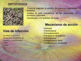  Aristóteles (384 – 322 A.C.) asignó una clasificación a los gusanos intestinales  (anchos, aplanados, cilíndricos y filiformes)