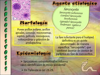 ToxoplasmosisAgente Etiológico:Ocasionada por un protozoo parásito llamado Toxoplasma gondii, un parásito intracelular obligado.Epidemiologia:La toxoplasmosis está presente en todo el mundo. En Europa prevalece mucho la toxoplasmosis: por el gran consumo de carne cruda.