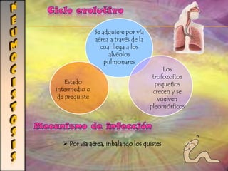 destrucción tisular localizada en el intestino gruesoAMIBIASISDiagnóstico de E. histolyüca de los quistes en las heces y de los trofozoítos en los tejidos  El examen microscópico de las muestras fecales 