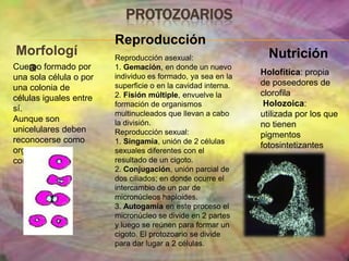 Edad Media, Duela del hígado (Schistosoma).