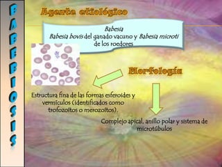 Quiste forma infectante y de resistenciaAlimentación por fagocitosis y pinocitosis del contenido intestinalReproducción por división binaria longitudinal. Epidemiología distribución selvática o «de la jungla» en numerosos riachuelos, lagos y zonas montañosas Se adquiere mediante el consumo de agua contaminada.GIARDIASISCiclo evolutivoIngesta de Quistes de 10 a 25El ácido del estómago estimula la rotura del quiste, con la liberación de trofozoítos eFase diagnóstico. 