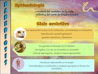 GIARDIASISMecanismo de infecciónPor medio de matera fecal diseminada en el ambiente como consecuencia directa de defecación a ras de suelo.Alimentos mal lavados. Y aguas negras. Alteración de las microvellosidadesPatogeniaAparición de diversas alteraciones fisiológicas más o menos gravesMayor o menor deterioro del proceso de absorción