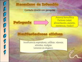 GIARDIASISManifestaciones clínicas DiagnósticoLas muestras fecalesmuestras adicionales mediante aspirado duodenalbiopsia de la porción proximal del intestinoEntero-test o prueba del cordónTratamiento y prevenciónEl fármaco de elección es el metronidazol, si bien furazolidona, tinidazol y quinacrina constituyen también alternativas aceptables. Para prevención  se debe evitar el consumo de agua y alimentos contaminados, especialmente por parte de viajeros y aficionados a las actividades al aire libre. 