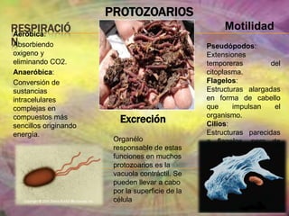 Siglo XIX se produce la verdadera revolución biológicaImportanciaPretende englobar al estudio de todos los organismos parásitos.