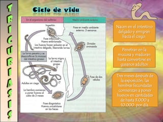 Fujo Vaginal espumoso, olor fuerte, picazón. Diagnóstico examen físico y una prueba de laboratorio.Tratamiento y prevención Examen pélvico.  preparación citológica con la tinción de Papanicolau. Metronidazol, o tinidazol .Dosis por vía oral. 